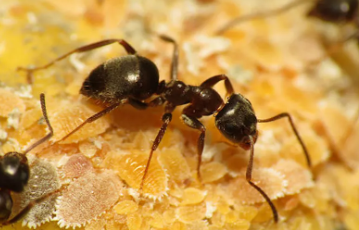 ant
